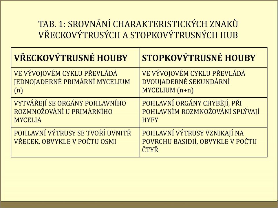 SE TVOŘÍ UVNITŘ VŘECEK, OBVYKLE V POČTU OSMI STOPKOVÝTRUSNÉ HOUBY VE VÝVOJOVÉM CYKLU PŘEVLÁDÁ DVOUJADERNÉ SEKUNDÁRNÍ MYCELIUM
