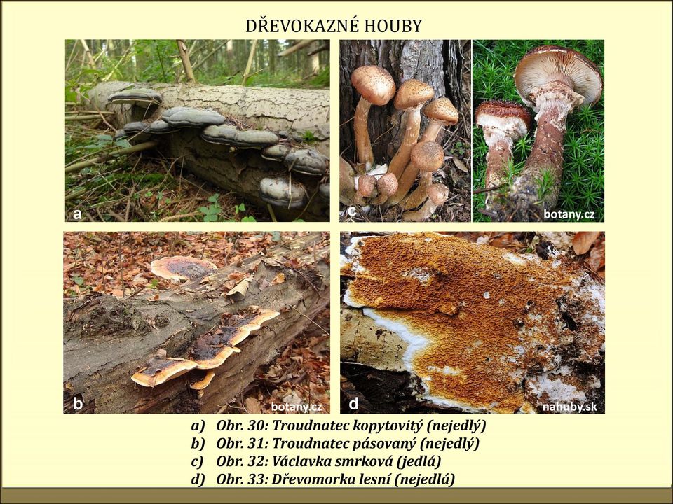 31: Troudnatec pásovaný (nejedlý) Obr.