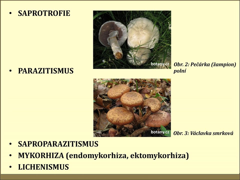 SAPROPARAZITISMUS MYKORHIZA