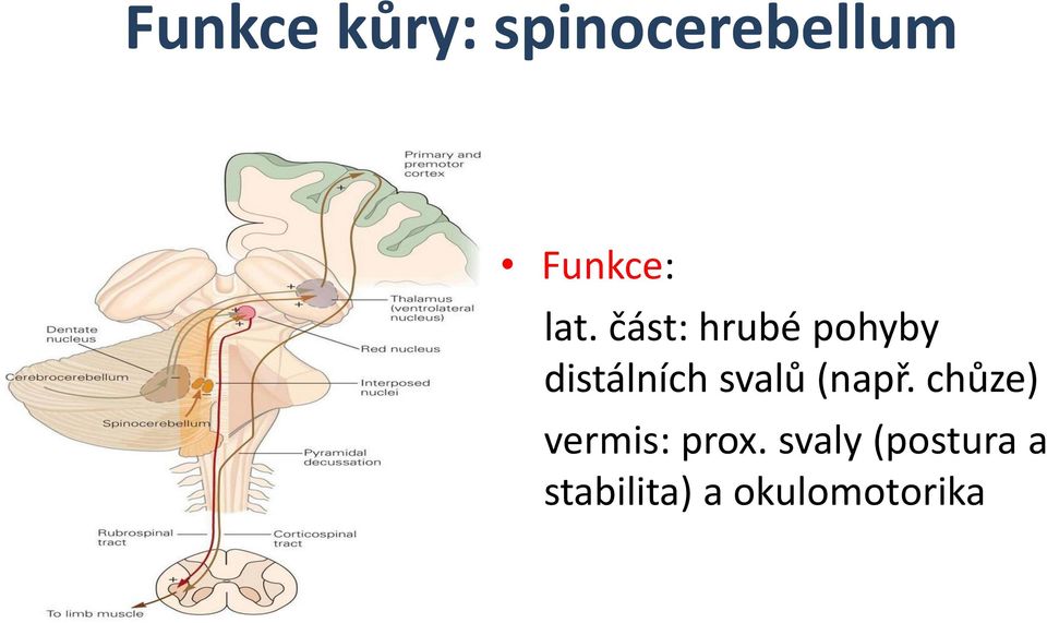 svalů (např. chůze) vermis: prox.