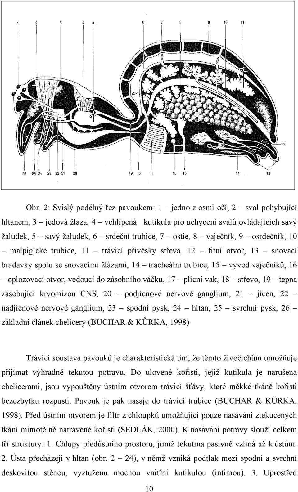 vaječníků, 16 oplozovací otvor, vedoucí do zásobního váčku, 17 plicní vak, 18 střevo, 19 tepna zásobující krvomízou CNS, 20 podjícnové nervové ganglium, 21 jícen, 22 nadjícnové nervové ganglium, 23