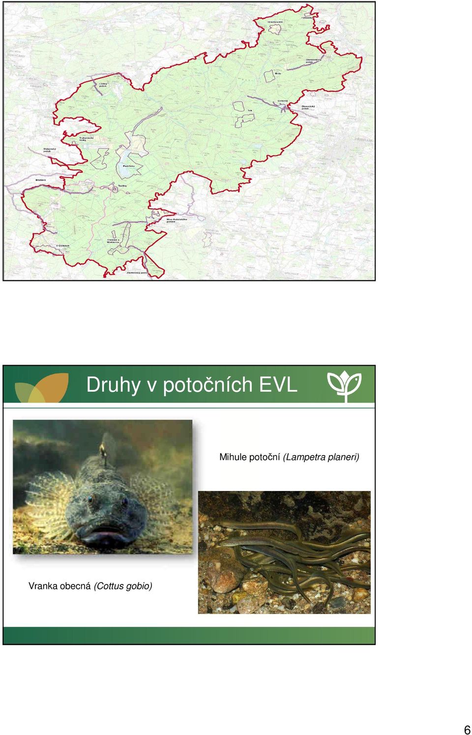 (Lampetra planeri)