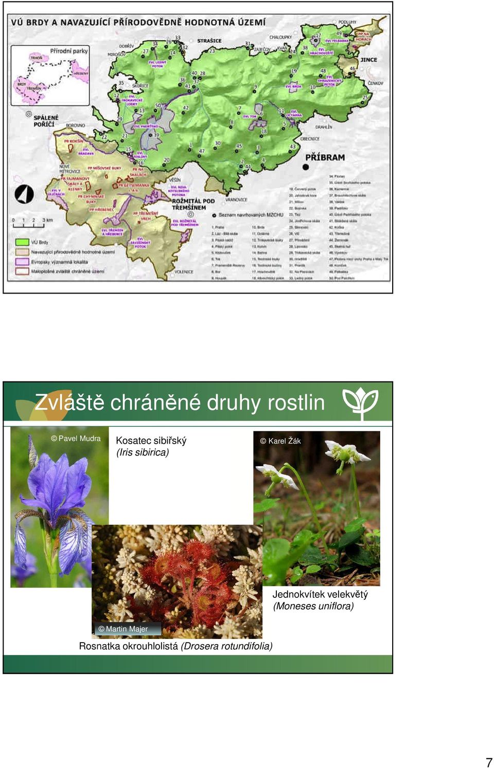 Jednokvítek velekvětý (Moneses uniflora)