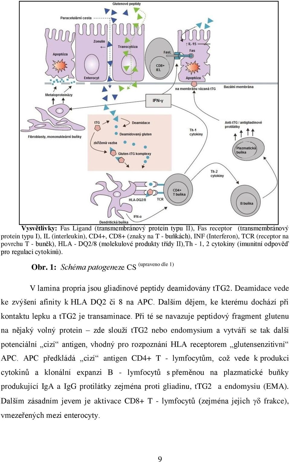 1: Schéma patogeneze CS (upraveno dle 1) V lamina propria jsou gliadinové peptidy deamidovány ttg2. Deamidace vede ke zvýšení afinity k HLA DQ2 či 8 na APC.