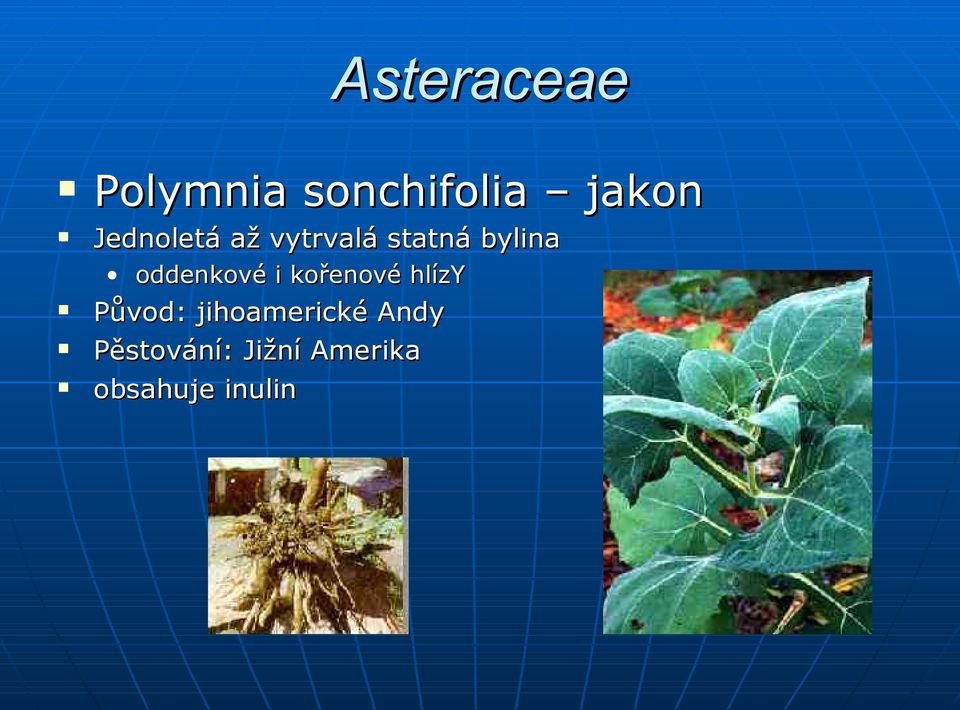 oddenkové i kořenové hlízy Původ: