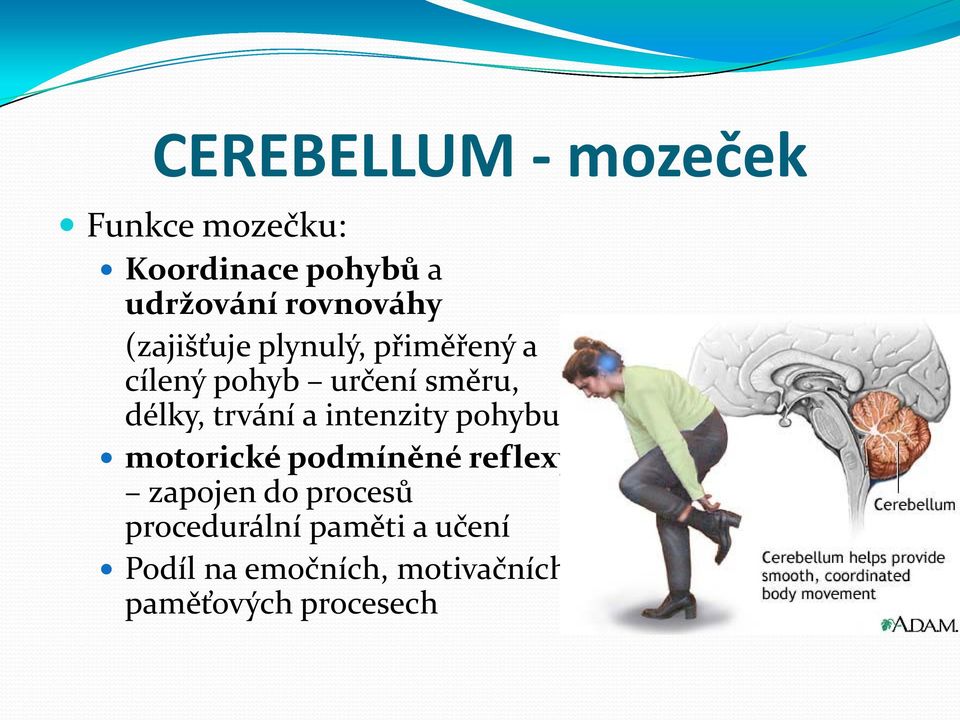 délky, trvání a intenzity pohybu) motorické podmíněné reflexy zapojen do