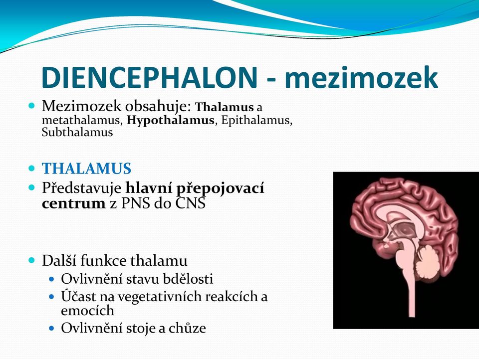 přepojovací centrum z PNS do CNS Další funkce thalamu Ovlivnění stavu