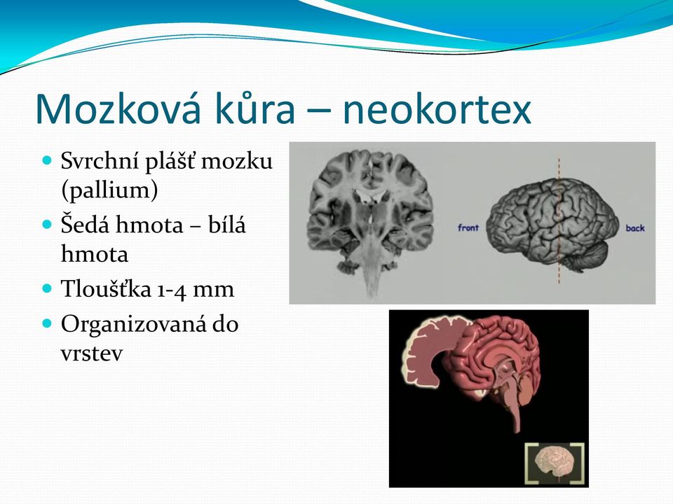 (pallium) Šedá hmota bílá