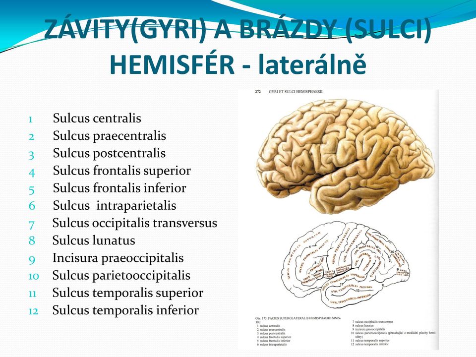 inferior 6 Sulcus intraparietalis 7 Sulcus occipitalis transversus 8 Sulcus lunatus 9