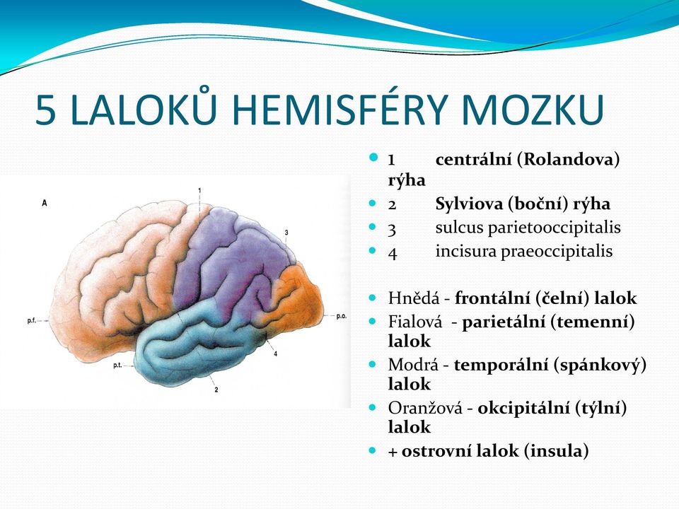 frontální (čelní) lalok Fialová - parietální (temenní) lalok Modrá -