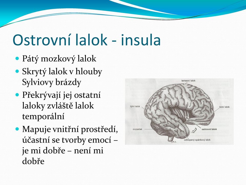 ostatní laloky zvláště lalok temporální Mapuje