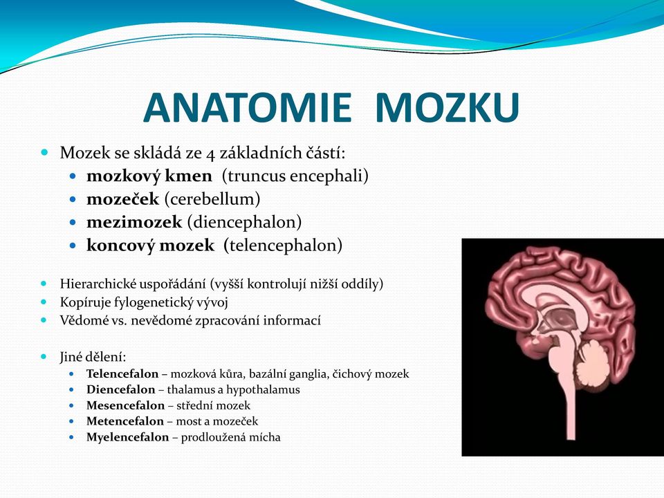 fylogenetický vývoj Vědomé vs.