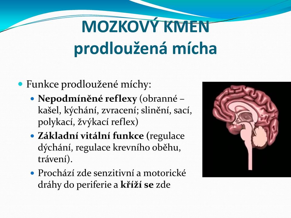 žvýkací reflex) Základní vitální funkce (regulace dýchání, regulace