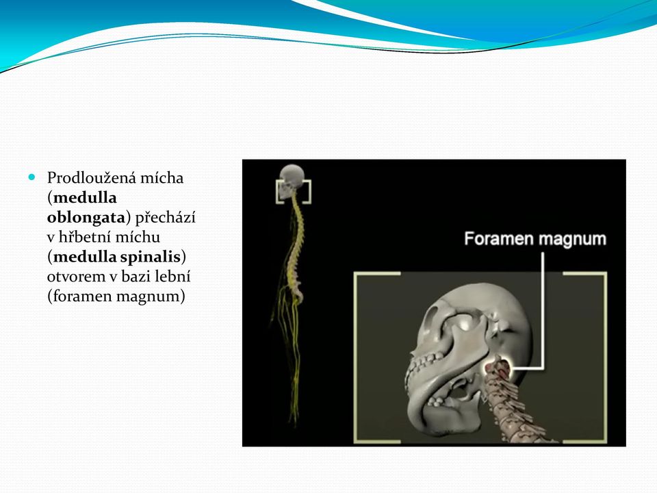 míchu (medulla spinalis)