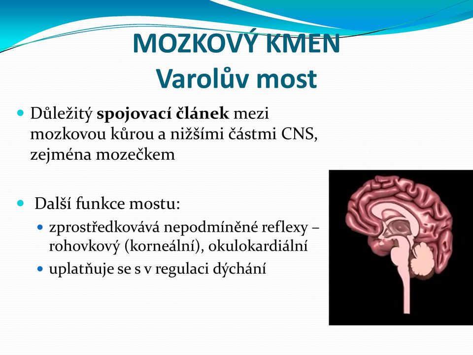 funkce mostu: zprostředkovává nepodmíněné reflexy rohovkový
