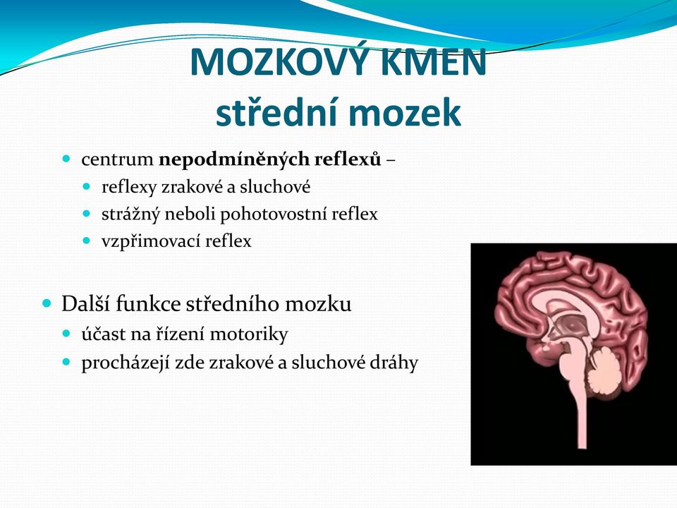 reflex vzpřimovací reflex Další funkce středního mozku
