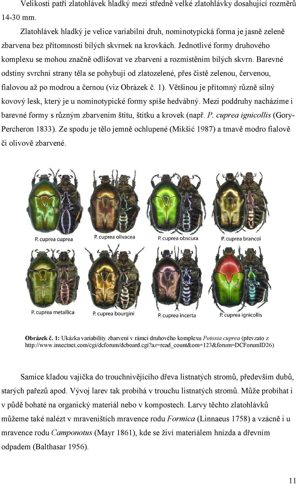 Jednotlivé formy druhového komplexu se mohou značně odlišovat ve zbarvení a rozmístěním bílých skvrn.