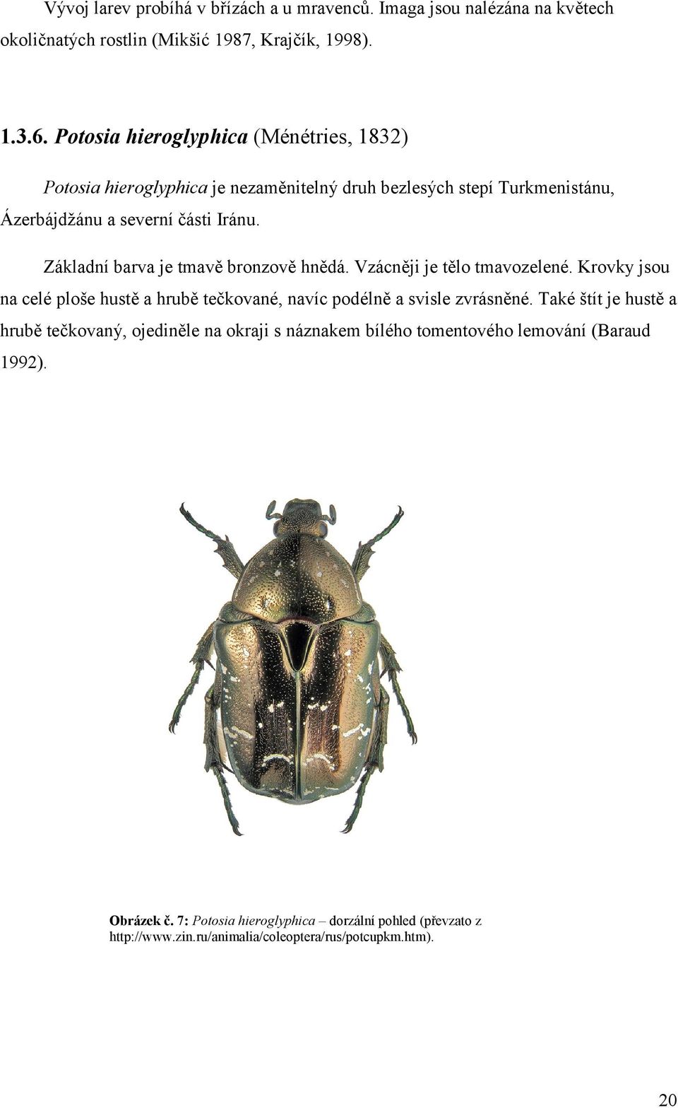 Základní barva je tmavě bronzově hnědá. Vzácněji je tělo tmavozelené. Krovky jsou na celé ploše hustě a hrubě tečkované, navíc podélně a svisle zvrásněné.