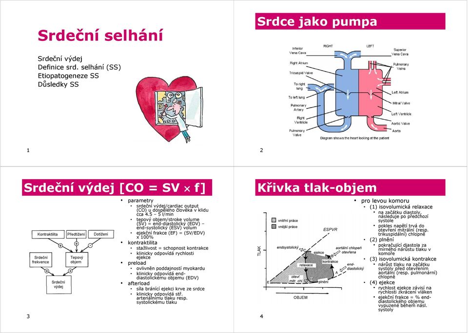 5 5 l/min tepový objem/stroke volume (SV) = end-diastolický (EDV) end-systolický (ESV) volum ejekční frakce (EF) = (SV/EDV) x 100% kontraktilita stažlivost = schopnost kontrakce klinicky odpovídá