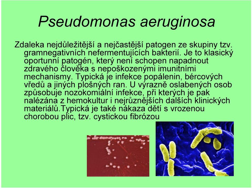 Typická je infekce popálenin, bércových vředů a jiných plošných ran.