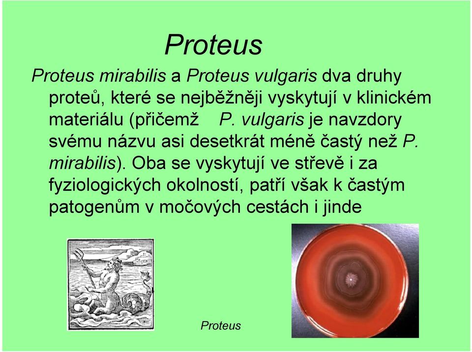 vulgaris je navzdory svému názvu asi desetkrát méně častý než P. mirabilis).