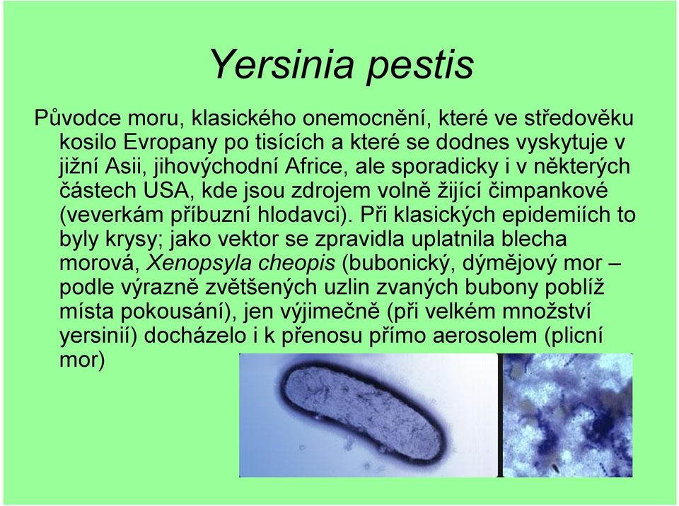 Při klasických epidemiích to byly krysy; jako vektor se zpravidla uplatnila blecha morová, Xenopsyla cheopis (bubonický, dýmějový mor podle