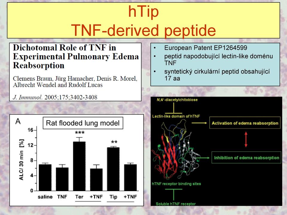 lectin-like doménu TNF syntetický