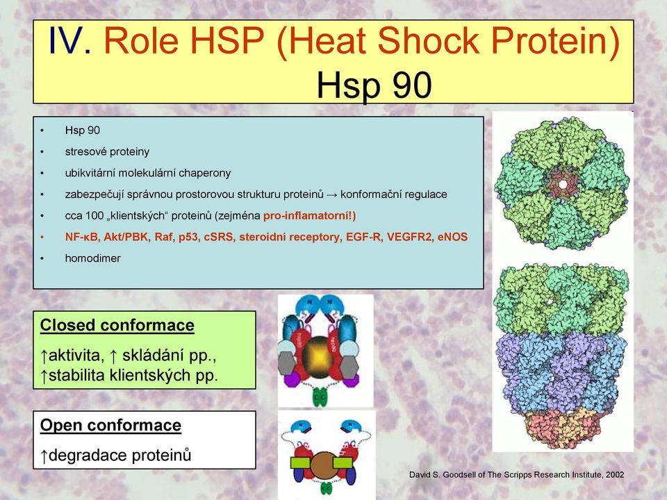 ) NF-κB, Akt/PBK, Raf, p53, csrs, steroidní receptory, EGF-R, VEGFR2, enos homodimer Closed conformace aktivita,