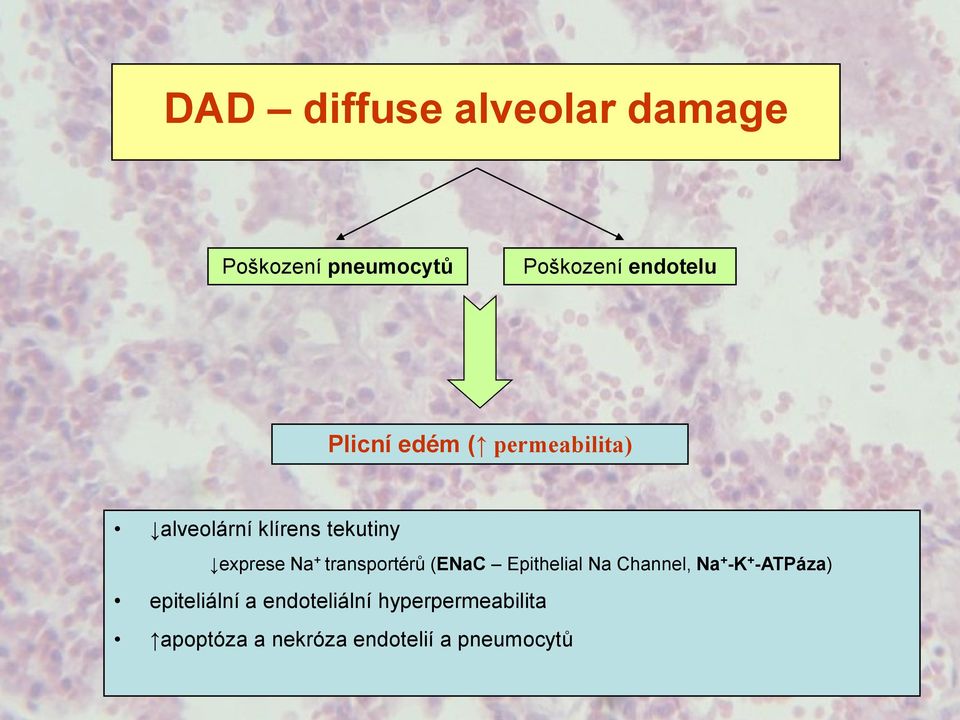 transportérů (ENaC Epithelial Na Channel, Na + -K + -ATPáza)