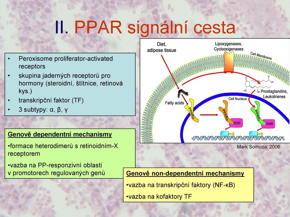 ) transkripční faktor (TF) 3 subtypy: α, β, γ Genově dependentní mechanismy formace heterodimerů s