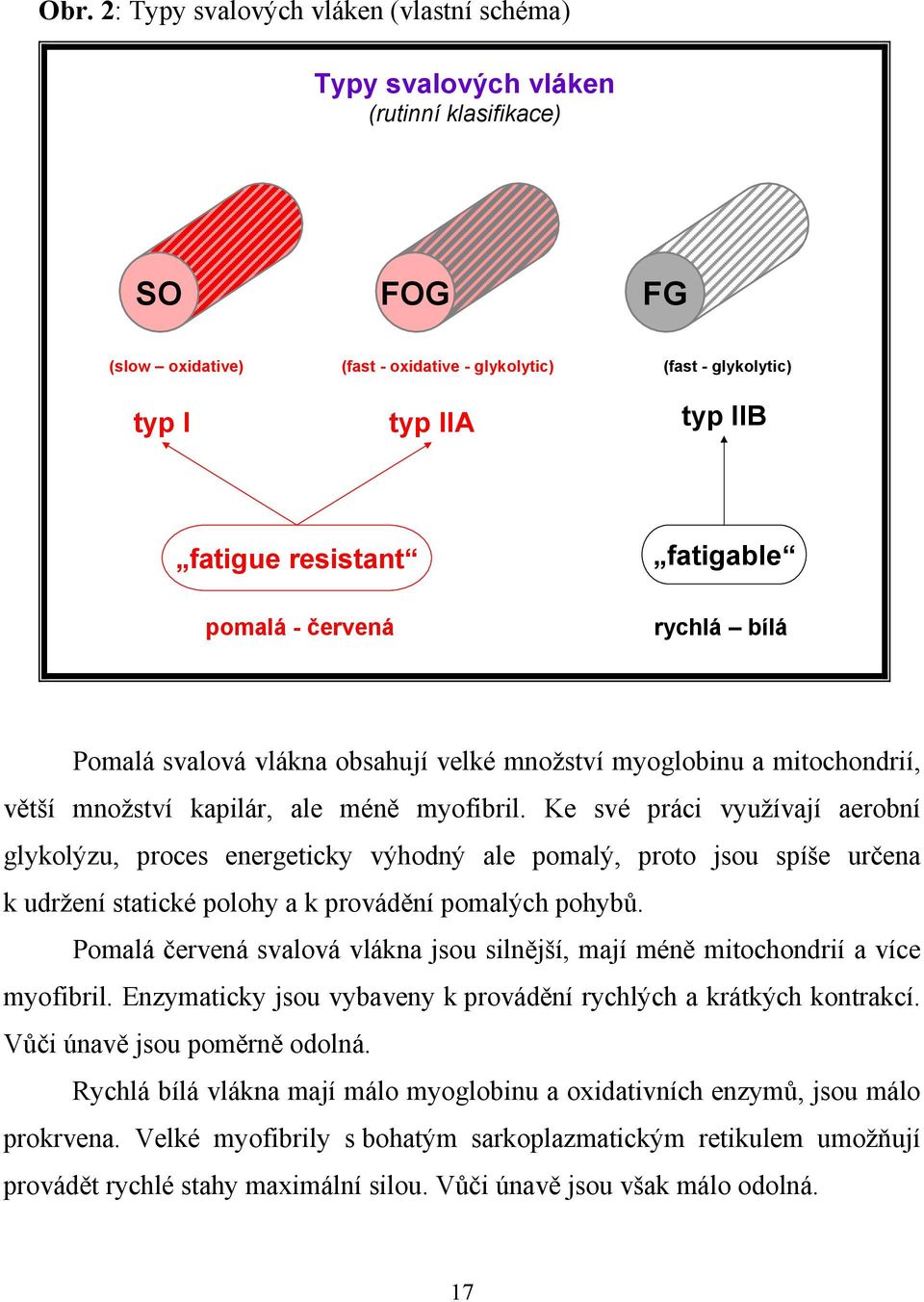 Ke své práci využívají aerobní glykolýzu, proces energeticky výhodný ale pomalý, proto jsou spíše určena k udržení statické polohy a k provádění pomalých pohybů.