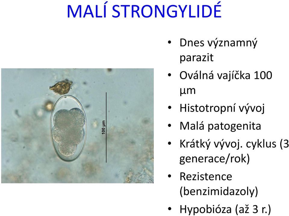 patogenita Krátký vývoj.