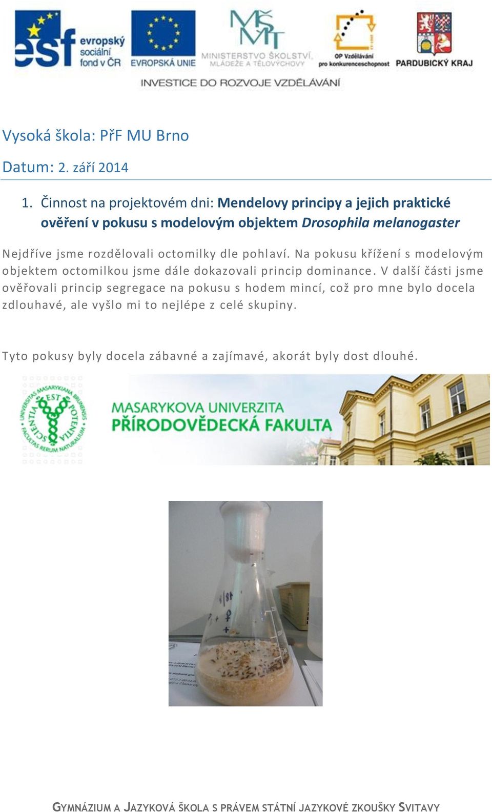 Nejdříve jsme rozdělovali octomilky dle pohlaví.