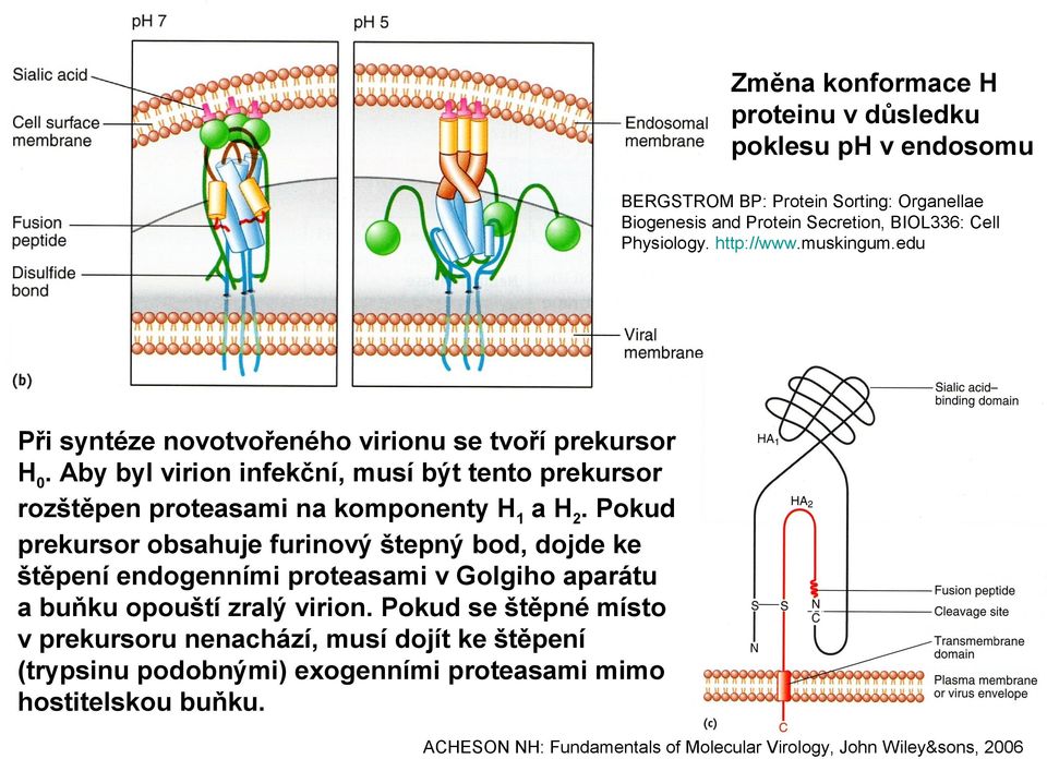 Aby byl virion infekční, musí být tento prekursor rozštěpen proteasami na komponenty H1 a H2.