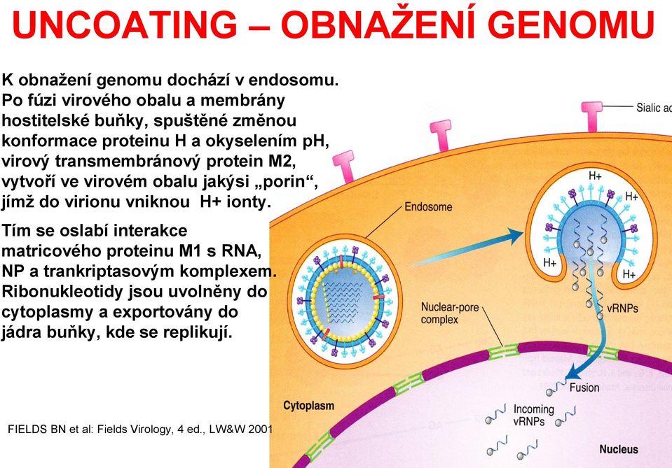 transmembránový protein M2, vytvoří ve virovém obalu jakýsi porin, jímž do virionu vniknou H+ ionty.