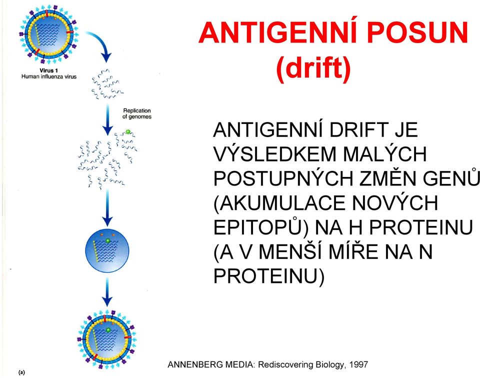 NOVÝCH EPITOPŮ) NA H PROTEINU (A V MENŠÍ MÍŘE NA