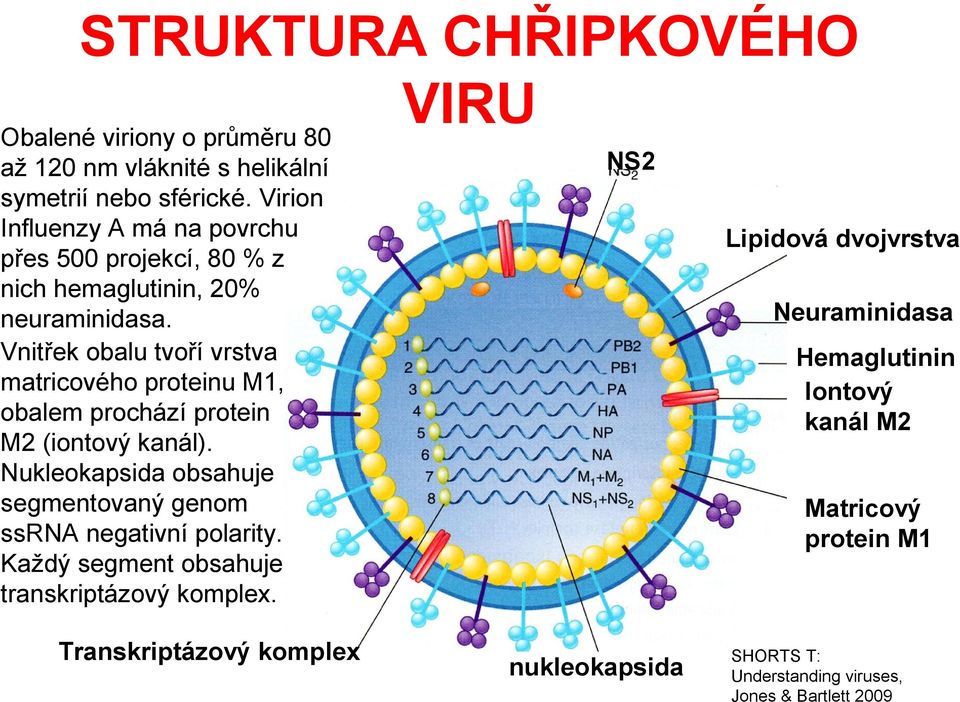 Vnitřek obalu tvoří vrstva matricového proteinu M1, obalem prochází protein M2 (iontový kanál).