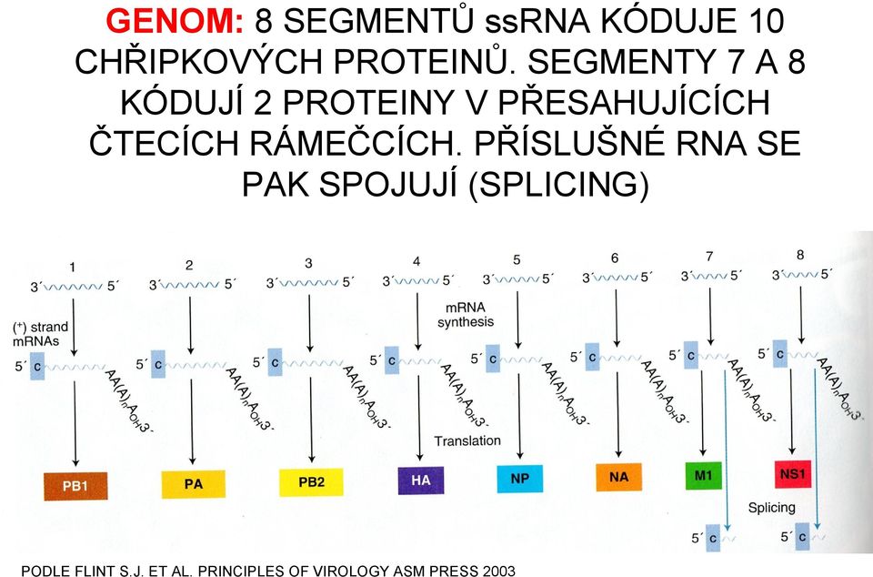 RÁMEČCÍCH.