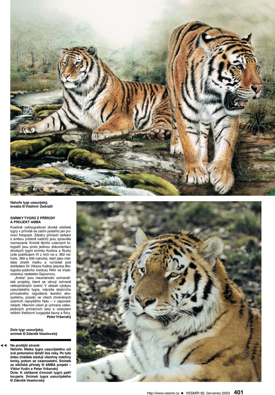 Kromě těchto vzácných fotografií jsou proto jedinou dokumentací divokých tygrů snímky Kučera a Ňurky (zde publikujem tři z nich na s.