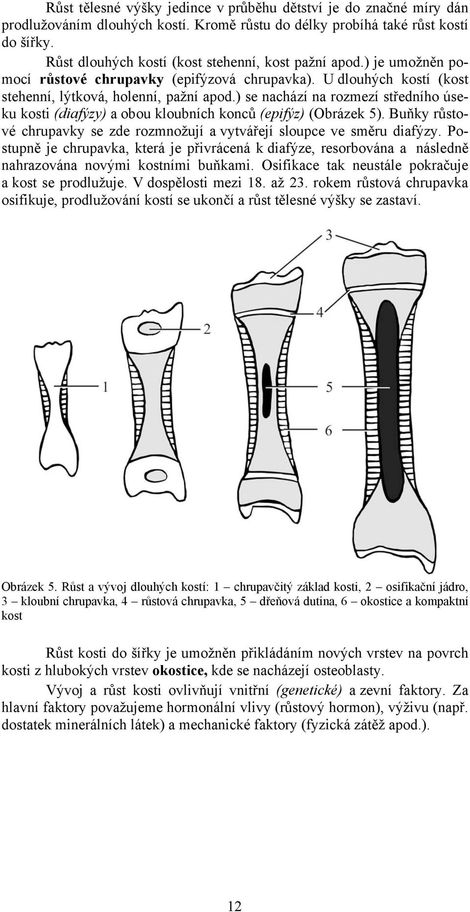 ) se nachází na rozmezí středního úseku kosti (diafýzy) a obou kloubních konců (epifýz) (Obrázek 5). Buňky růstové chrupavky se zde rozmnožují a vytvářejí sloupce ve směru diafýzy.