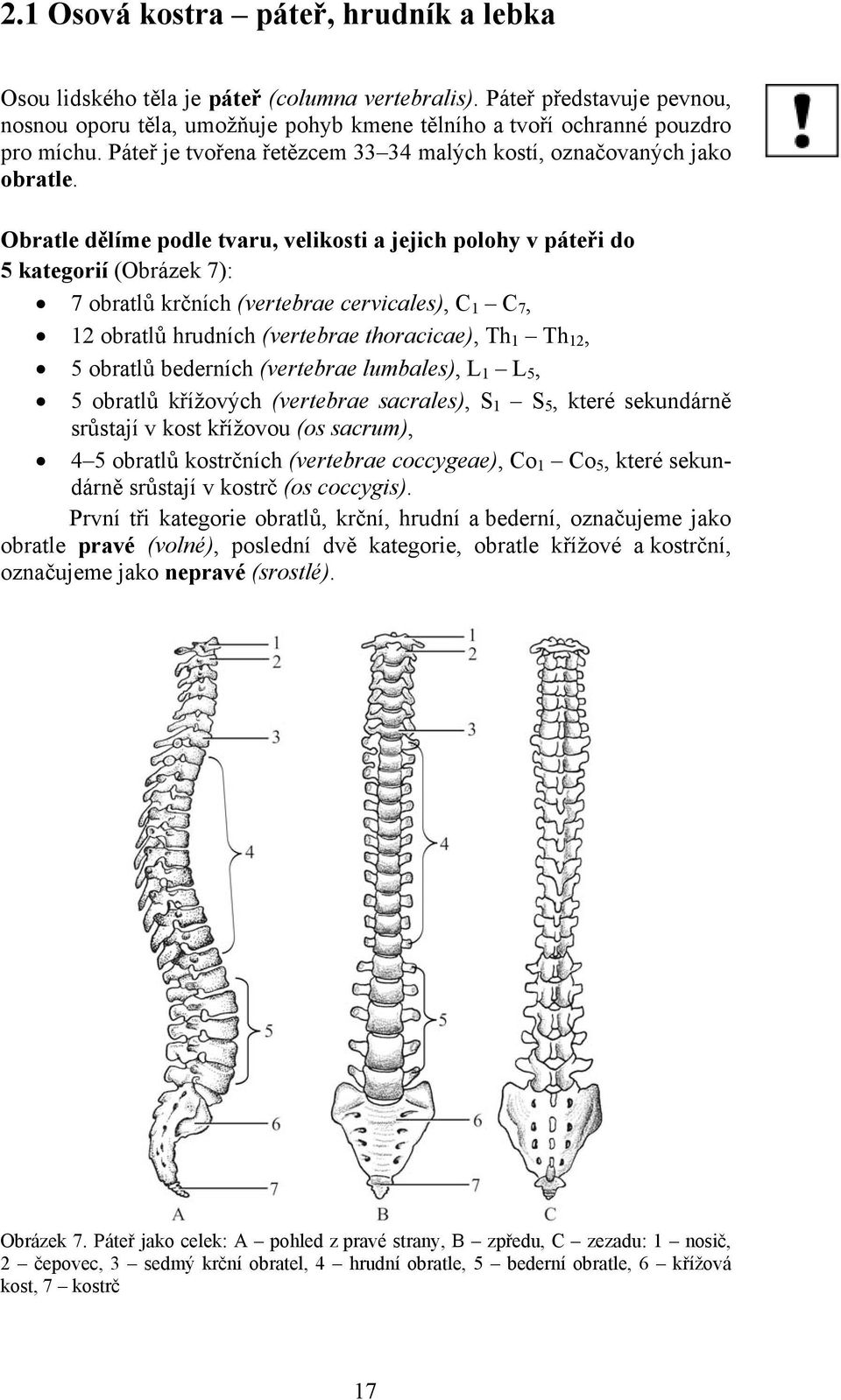 Obratle dělíme podle tvaru, velikosti a jejich polohy v páteři do 5 kategorií (Obrázek 7): 7 obratlů krčních (vertebrae cervicales), C 1 C 7, 12 obratlů hrudních (vertebrae thoracicae), Th 1 Th 12, 5