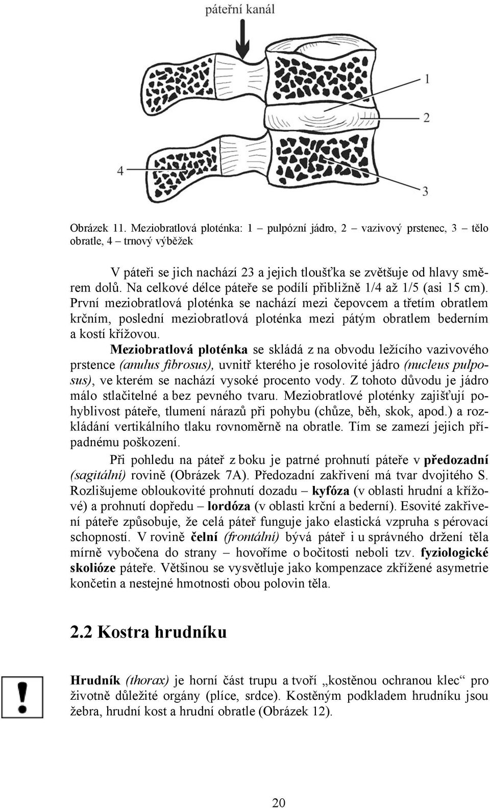 První meziobratlová ploténka se nachází mezi čepovcem a třetím obratlem krčním, poslední meziobratlová ploténka mezi pátým obratlem bederním a kostí křížovou.