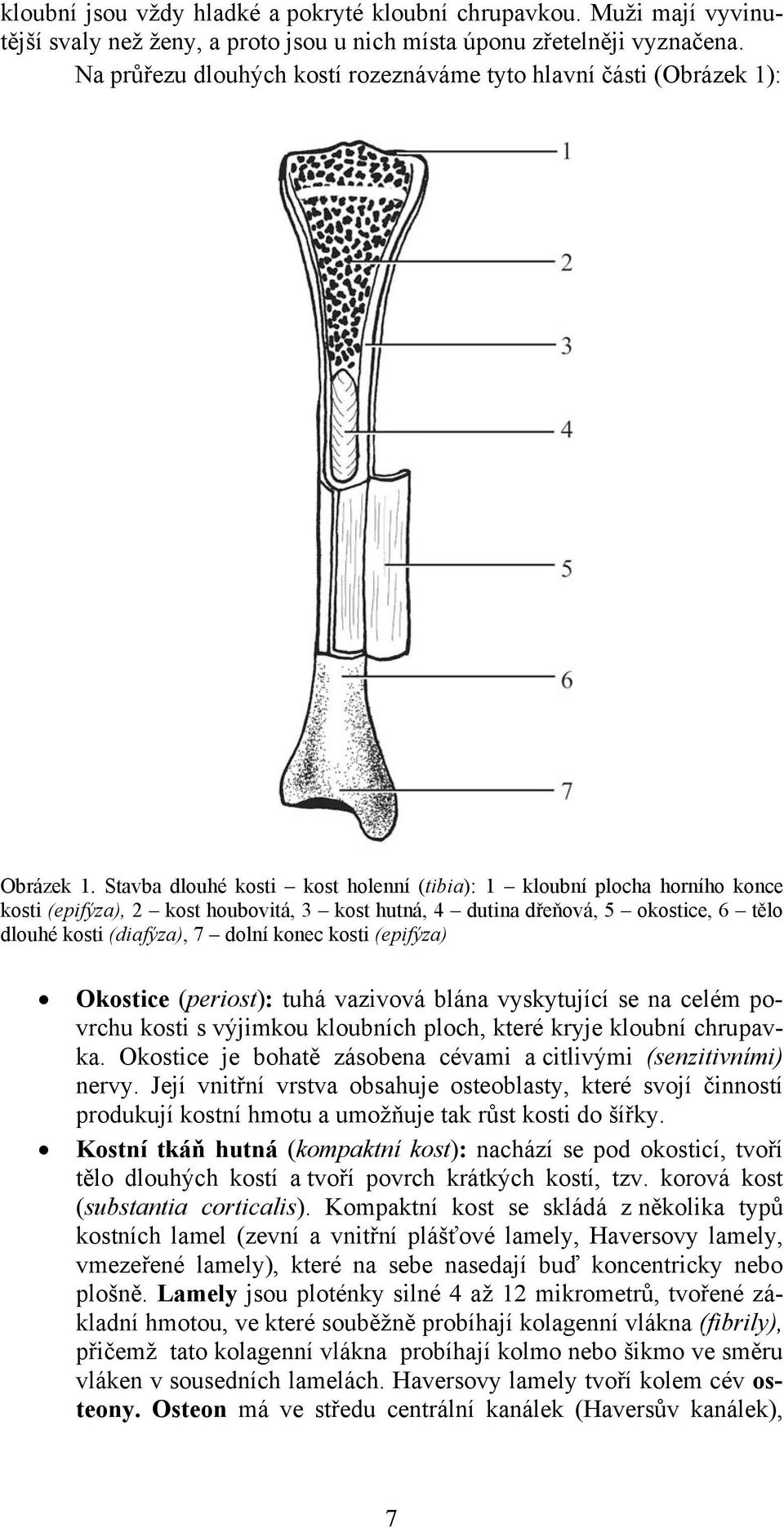 Stavba dlouhé kosti kost holenní (tibia): 1 kloubní plocha horního konce kosti (epifýza), 2 kost houbovitá, 3 kost hutná, 4 dutina dřeňová, 5 okostice, 6 tělo dlouhé kosti (diafýza), 7 dolní konec