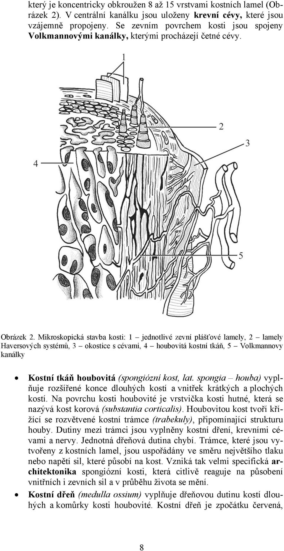Mikroskopická stavba kosti: 1 jednotlivé zevní plášťové lamely, 2 lamely Haversových systémů, 3 okostice s cévami, 4 houbovitá kostní tkáň, 5 Volkmannovy kanálky Kostní tkáň houbovitá (spongiózní