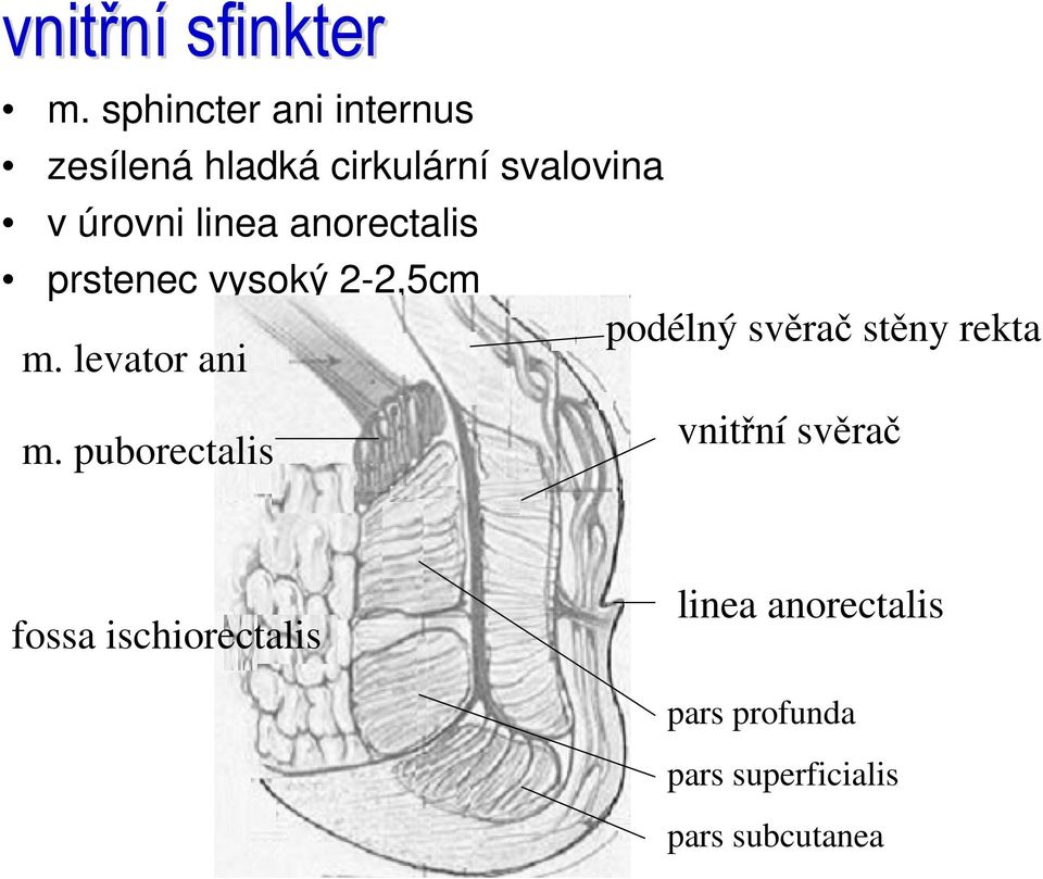 linea anorectalis prstenec vysoký 2-2,5cm m.