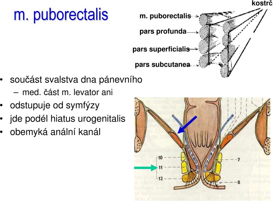 pars subcutanea součást svalstva dna pánevního med.