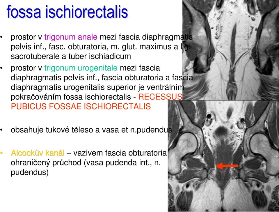 , fascia obturatoria a fascia diaphragmatis urogenitalis superior je ventrálním pokračováním fossa ischiorectalis - RECESSUS