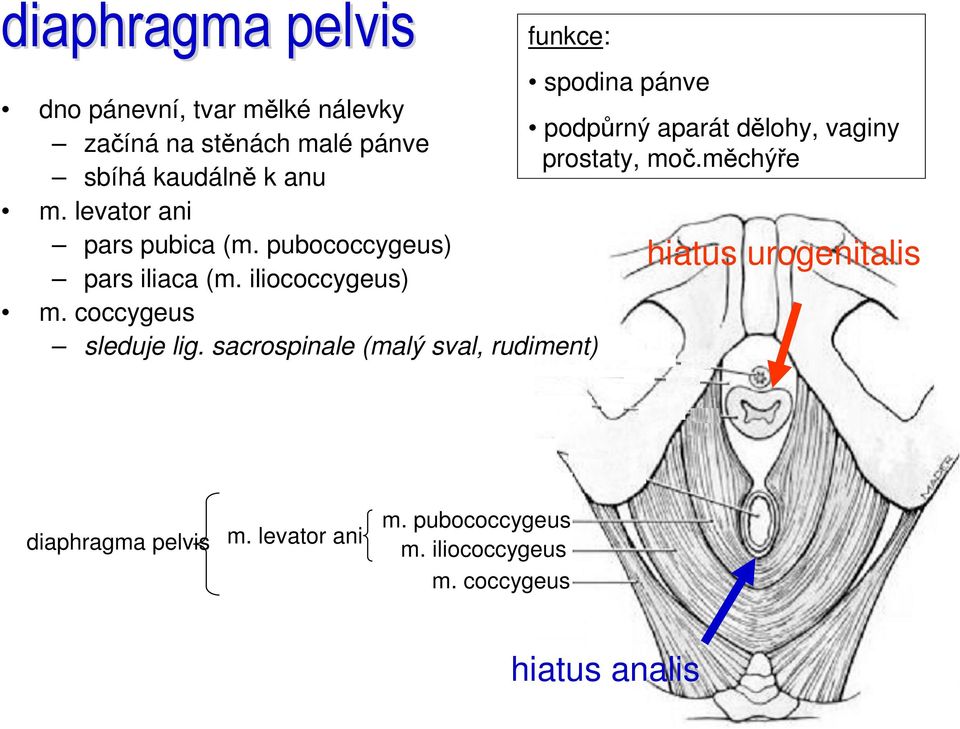 pubococcygeus) pars iliaca (m. iliococcygeus) m. coccygeus sleduje lig.