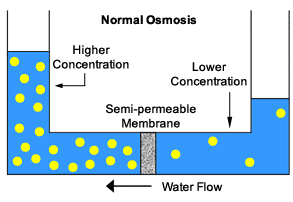 Dialýza Osmóza transport malých molekul (rozpuštěných v tekutině) přes membránu (z hypertonického prostředí do hypotonického); ledviny hnací síla: rozdíl koncentrací transport rozpouštědla přes