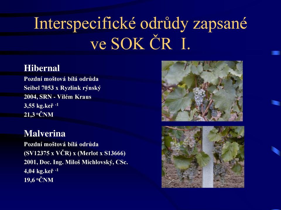 SRN - Vilém Kraus 3,55 kg.